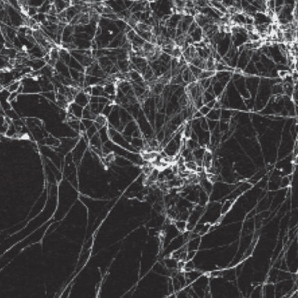 Cadence Mermer Efekti Marble Effect Beyaz 200 ml - 3