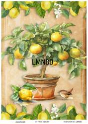 Limon Desenli Pirinç Dekopaj Model : LMN080 - Line Art