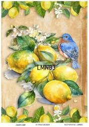 Limon Desenli Pirinç Dekopaj Model : LMN083 - Line Art