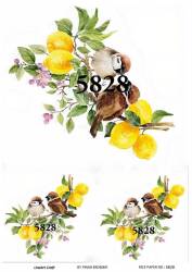 Limon ve Kuş Desenli Pirinç Dekopaj Model : 5828 - Line Art