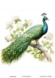 Tavus Kuşu Desenli Pirinç Dekopaj Model : TVSKŞ11 - Line Art